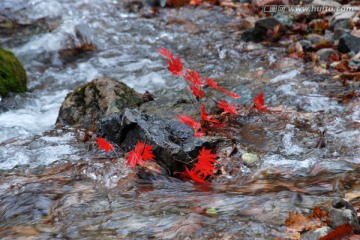 红叶 青石 溪水 溪流 山泉