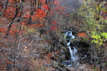 瀑布 秋景 红叶 枫树 流水