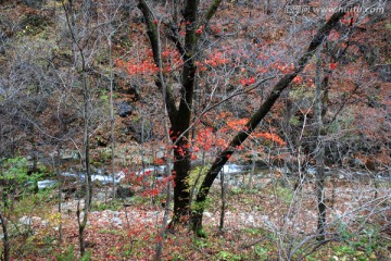 树木 树林 秋景 植物 红叶