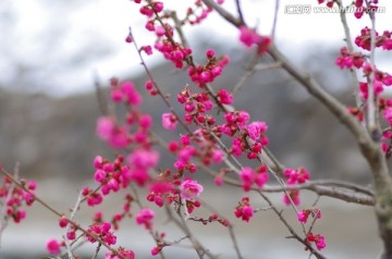 梅花  水平构图