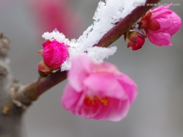 梅花在雪中绽放
