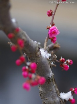 梅花在雪中绽放