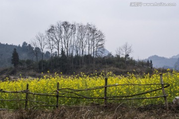 乡村小景