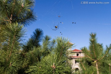 松树上的蜘蛛网