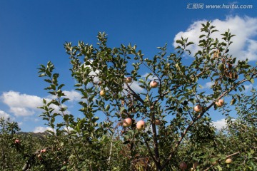 挂满果实的苹果树