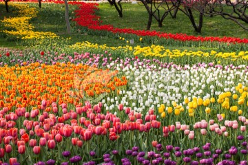 郁金香花园