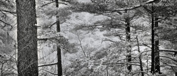 安徽黄山雪松