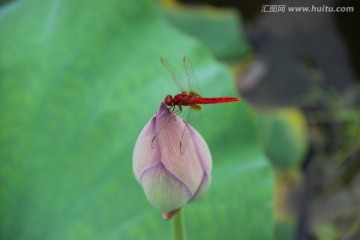 荷花与蜻蜓