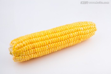 玉米
