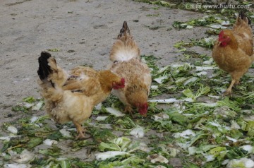 正在吃青菜叶的母鸡