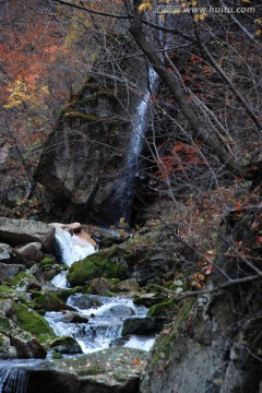 瀑布 溪流 秋景 红叶 枫树