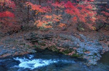 红叶 秋景 枫树 山石 溪水