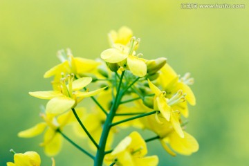 油菜花 微距特写