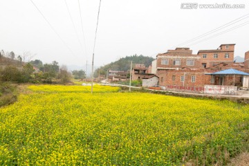 村庄旁边的油菜花