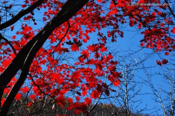 红叶 枫叶 秋景 枫叶之乡