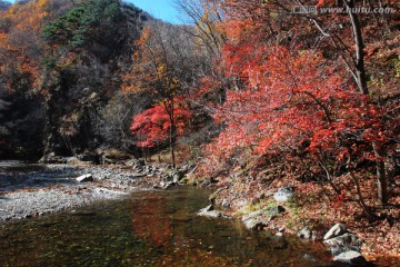 红叶 秋景 枫叶山脉 溪水