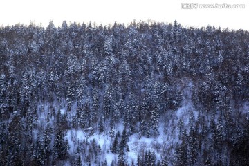 雪中小树林