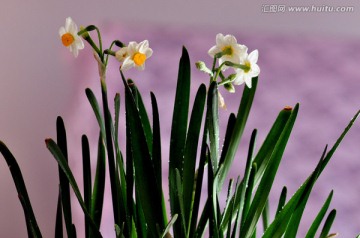 水仙花