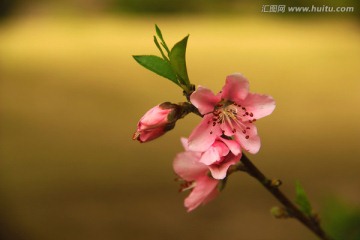 春花烂漫