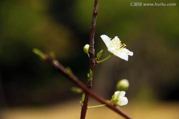 春花烂漫