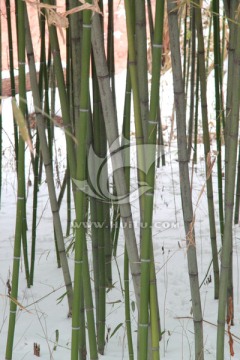 竹子与雪