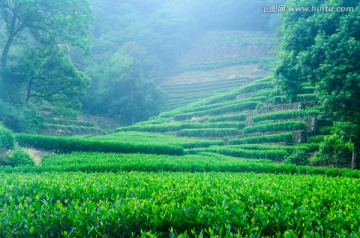 杭州龙井村茶园