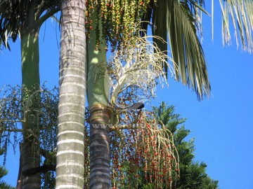 假槟榔 树枝上的小鸟