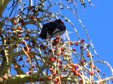 树上的小鸟 棕榈果