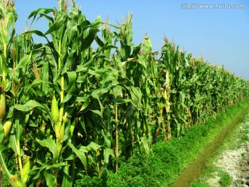 玉米种植