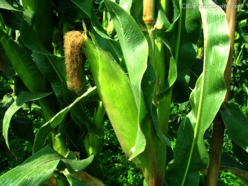 玉米种植