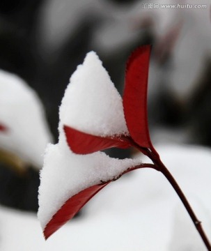 雪中红叶