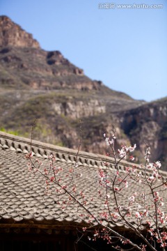 屋檐上的桃花