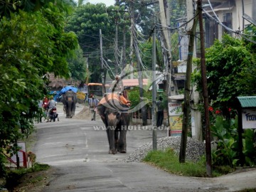 在街上散步的大象