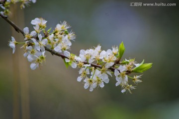 梨花