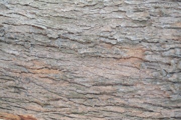 木纹纹理 纹理 树皮 木纹