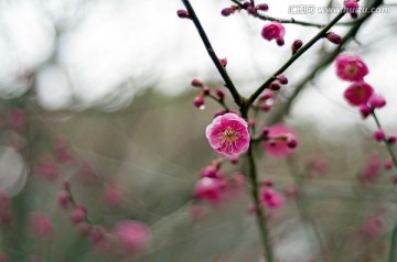 一朵红梅特写