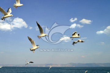 昆明滇池飞翔的海鸥