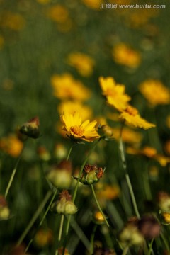 野菊花