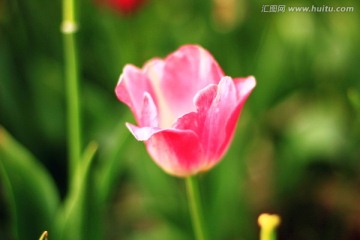 郁金香