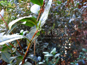 茶油树