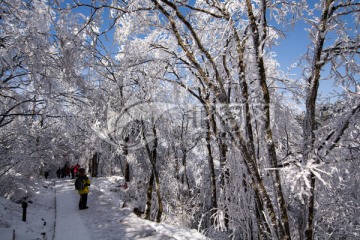 黄山雪淞