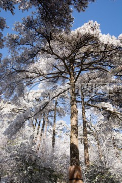 黄山雪淞