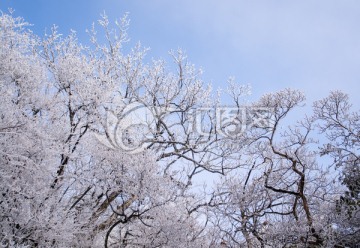 黄山雪淞