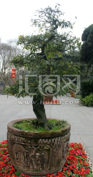 盆栽艺术