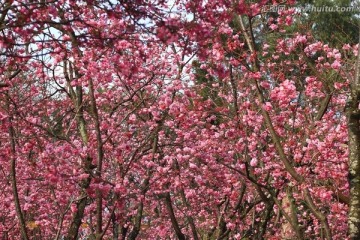 樱花