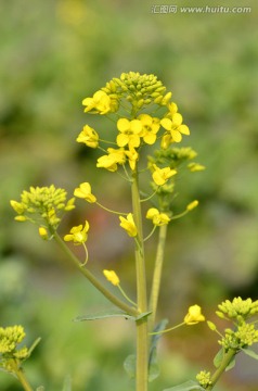 油菜花
