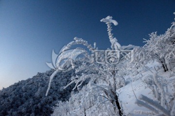 雪树