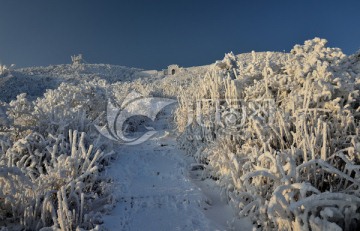 雪原