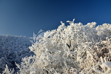 雪树