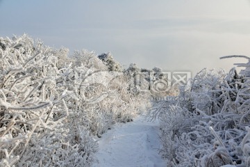 高山雪花